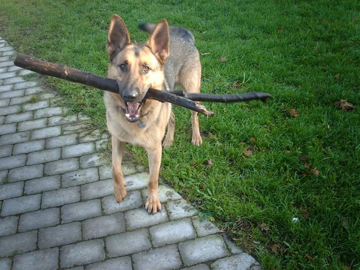 Schæferhund King " har fået fred"  - Elsker bare at lege med pind!!!! billede 3