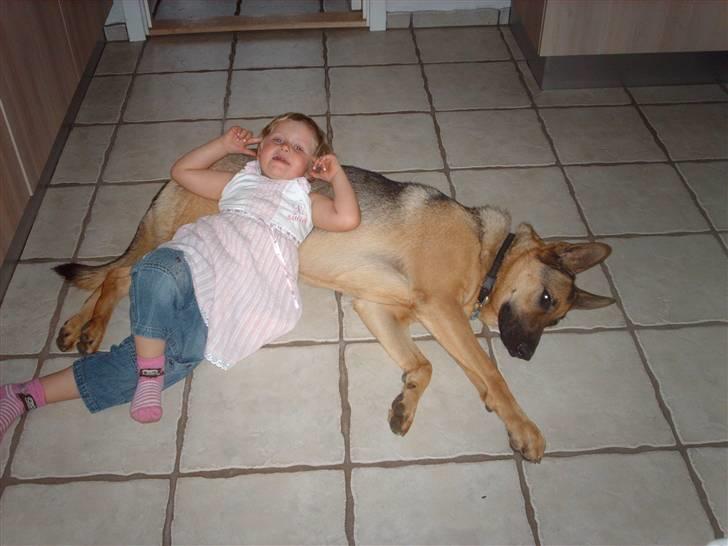 Schæferhund King " har fået fred"  - Hende Natasja tror da også altid jeg er en hovedepude;) billede 4