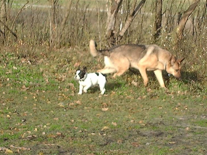 Schæferhund King " har fået fred"  billede 5