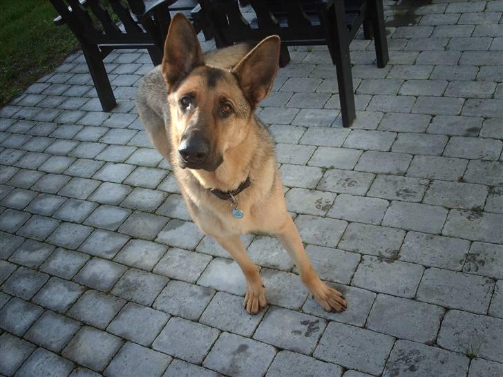 Schæferhund King " har fået fred"  billede 6