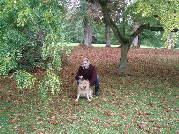 Islandsk fårehund Sia (Gnist) - Sia og mig i vallø slotspark <3 billede 14