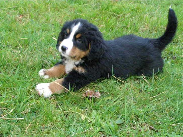 Berner sennenhund Zenta billede 1