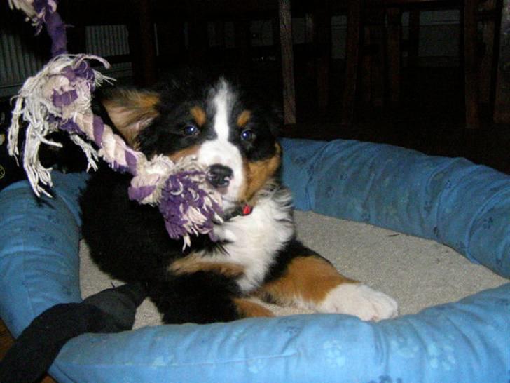 Berner sennenhund Zenta billede 2