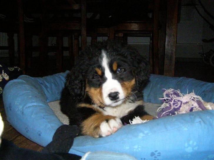 Berner sennenhund Zenta billede 3