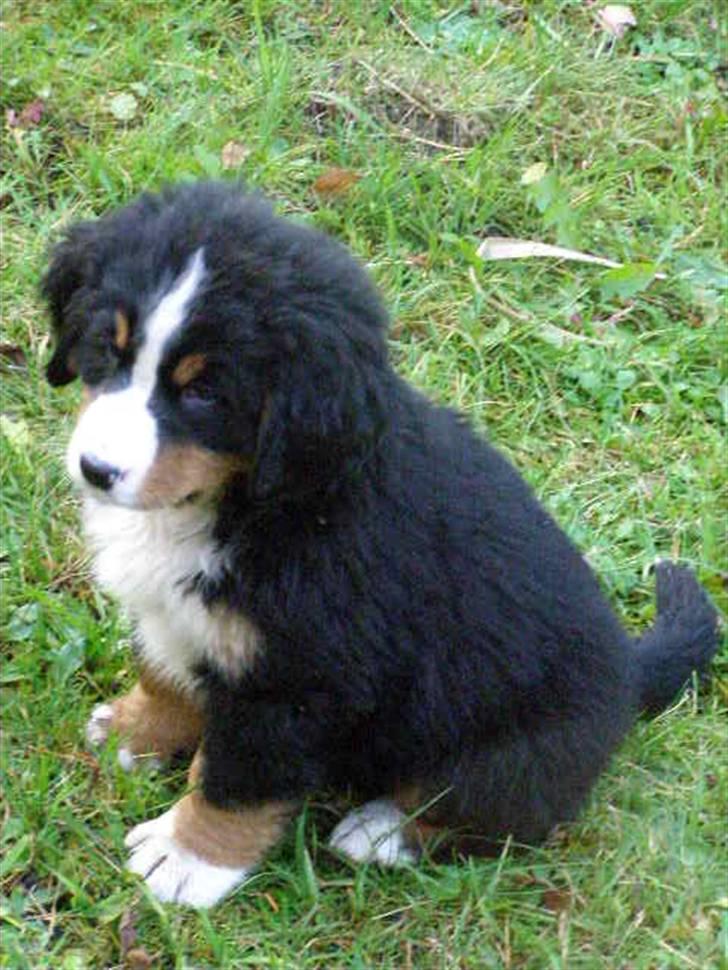 Berner sennenhund Zenta billede 4