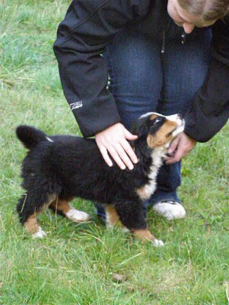Berner sennenhund Zenta billede 5
