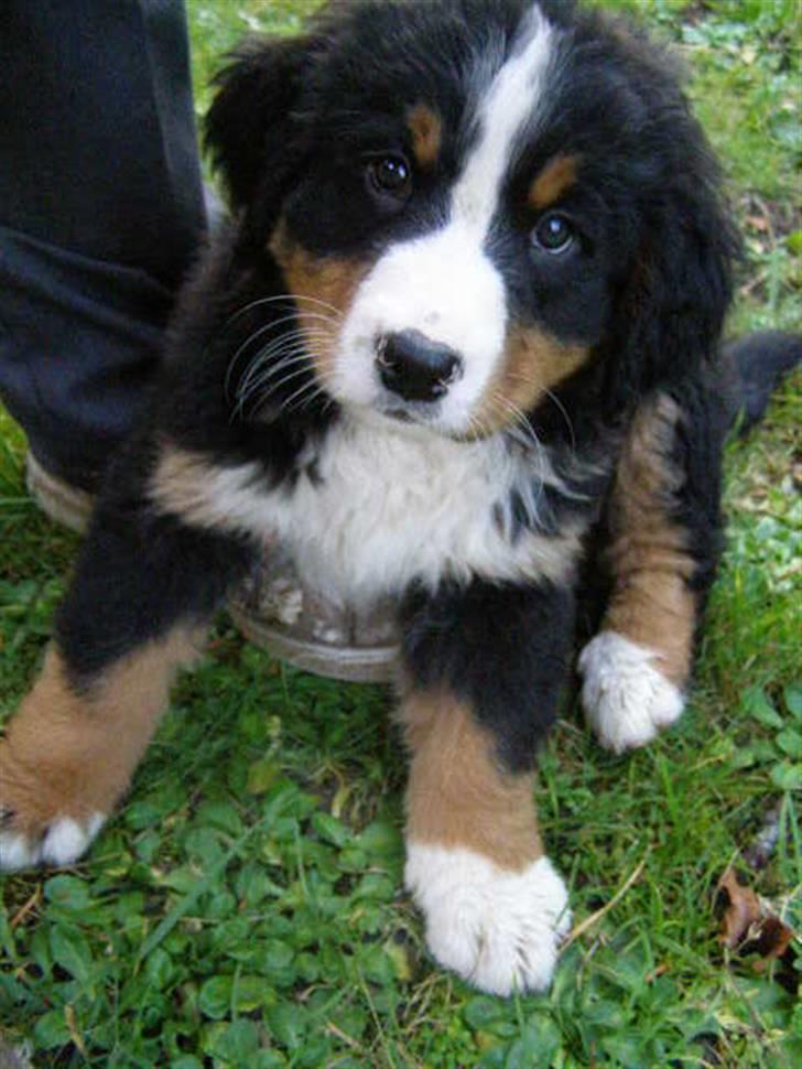 Berner sennenhund Zenta billede 6