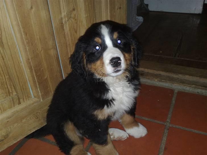 Berner sennenhund Zenta billede 7