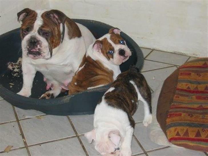 Engelsk bulldog Eddie - Eddie med sin moar Aldina billede 12