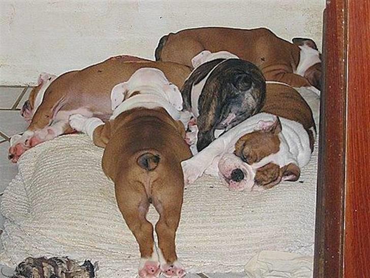 Engelsk bulldog Eddie - En dejlig lur med sine søskende billede 13