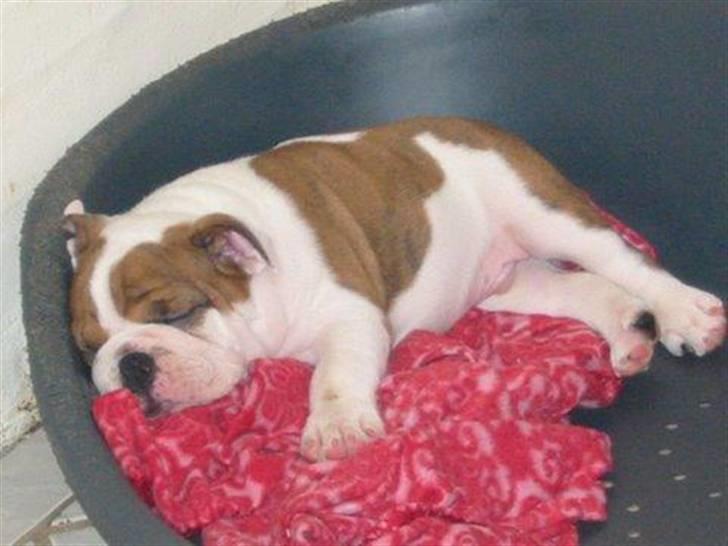 Engelsk bulldog Eddie - så træt så træt billede 14