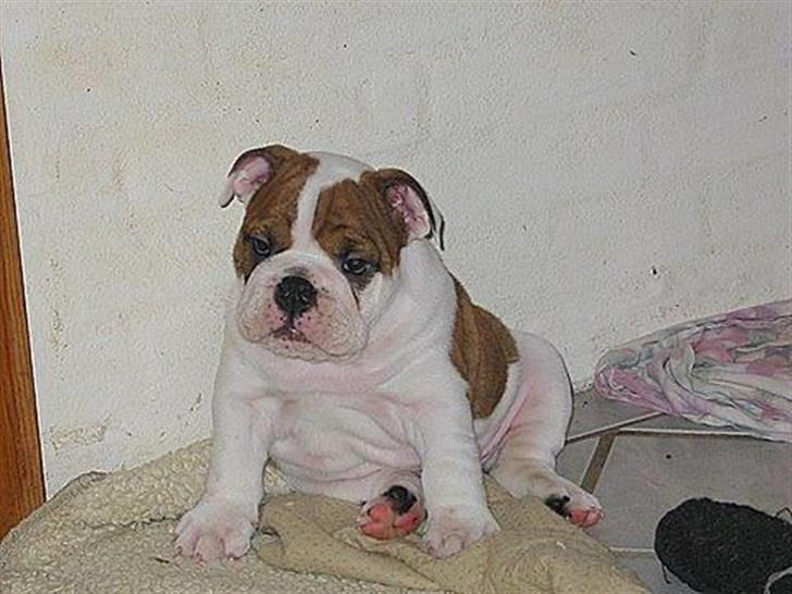 Engelsk bulldog Eddie billede 15