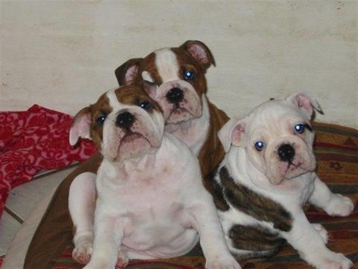 Engelsk bulldog Eddie - Eddie med 2 af sine søskende billede 16