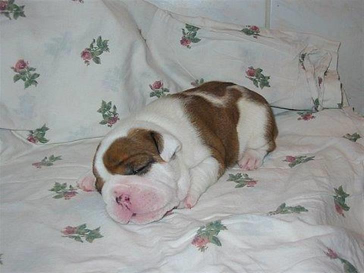 Engelsk bulldog Eddie billede 17