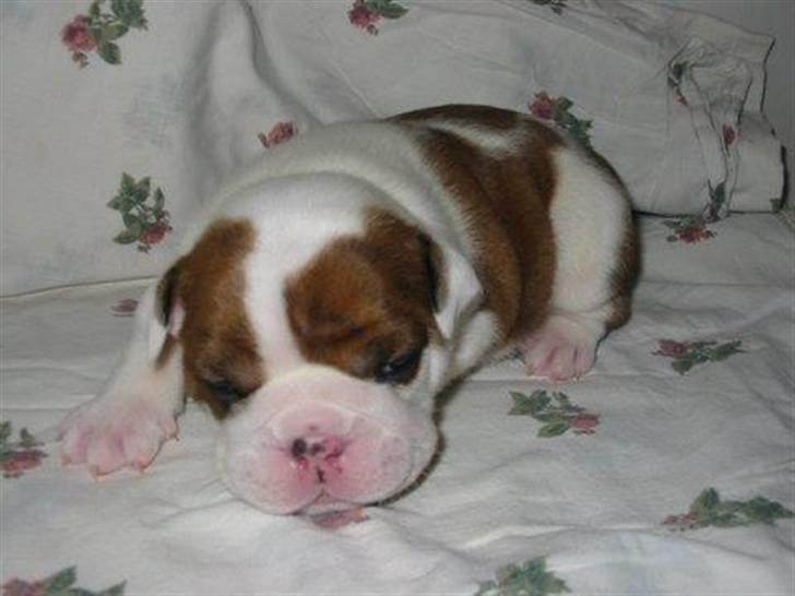 Engelsk bulldog Eddie - Eddie som helt lille billede 18