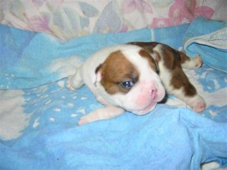 Engelsk bulldog Eddie billede 19