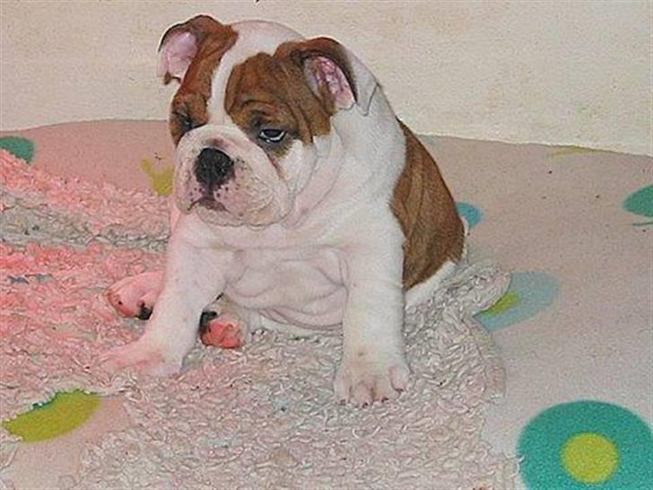 Engelsk bulldog Eddie - sidder lige og tænker over livet... billede 20