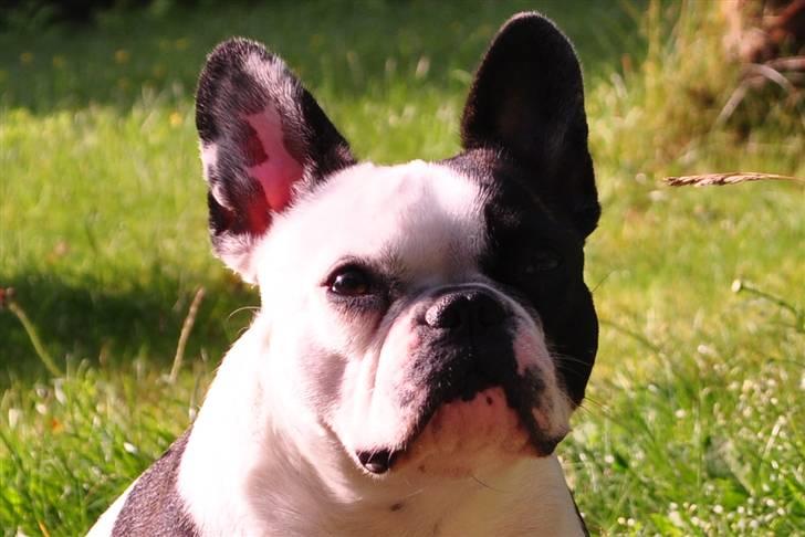 Fransk bulldog *Mimi* *Himmelhund* - Smukke Mimsegøj, 2 år gammel:)) billede 1