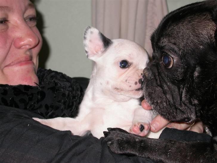 Fransk bulldog *Mimi* *Himmelhund* - Mimi møsser med hunde-moren Juicie, nåååhhhrrr:)) billede 2