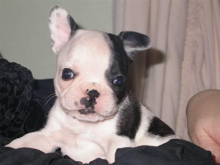 Fransk bulldog *Mimi* *Himmelhund* - Mimi, 5 uger. billede 5