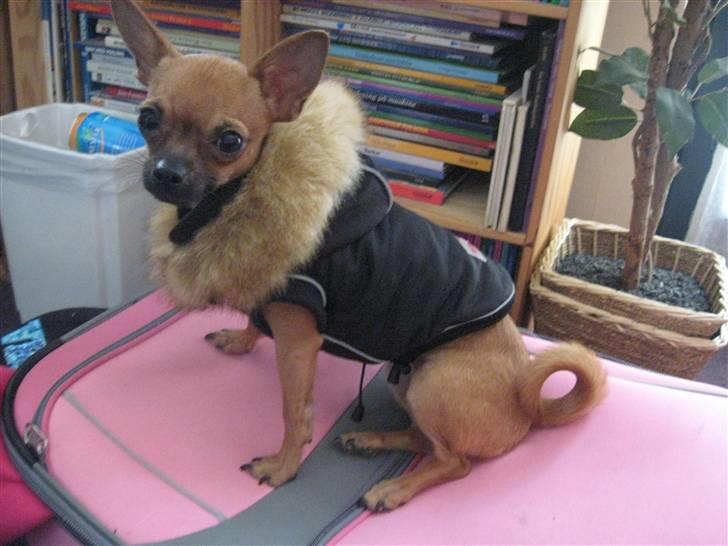 Chihuahua Duddi billede 11