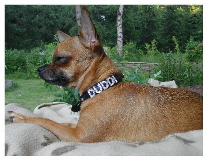 Chihuahua Duddi billede 12