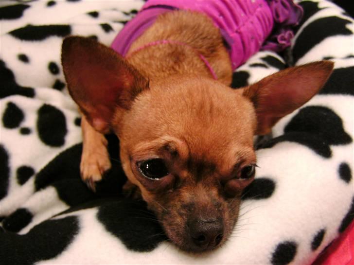 Chihuahua Duddi billede 13