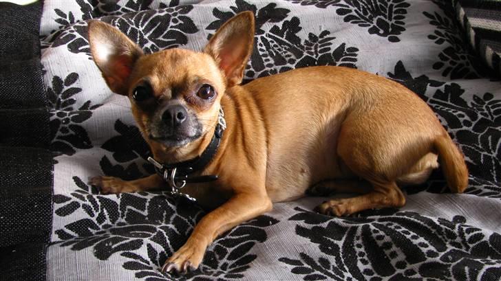 Chihuahua Duddi billede 14