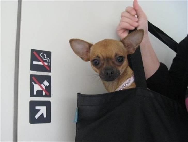 Chihuahua Duddi billede 15