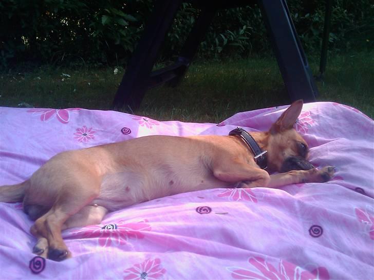 Chihuahua Duddi billede 16