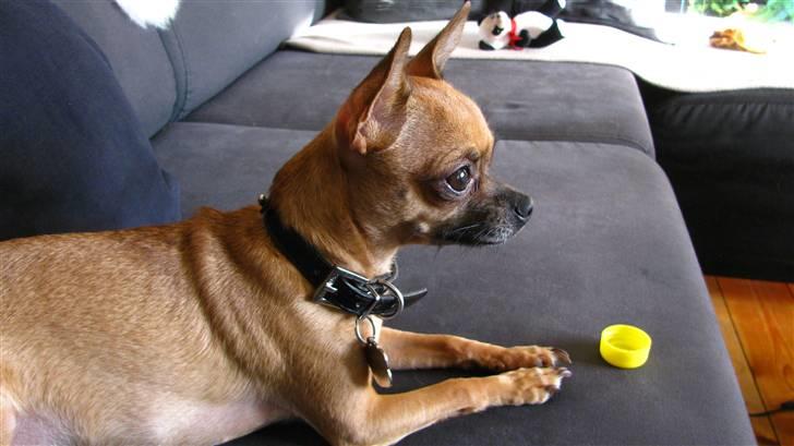 Chihuahua Duddi billede 18
