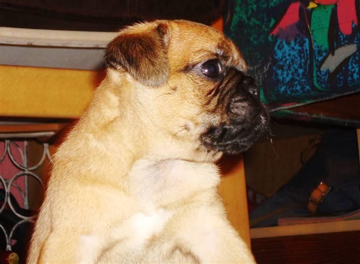 Mops Bertha billede 1