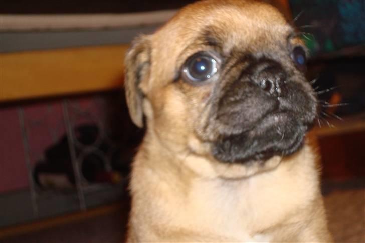 Mops Bertha billede 2