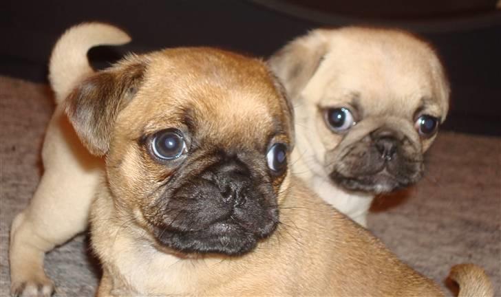 Mops Bertha billede 3