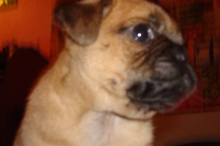 Mops Bertha billede 4