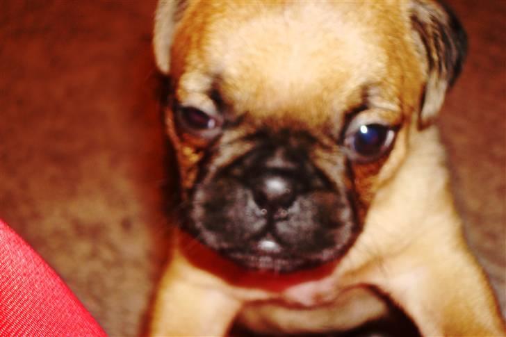 Mops Bertha billede 5