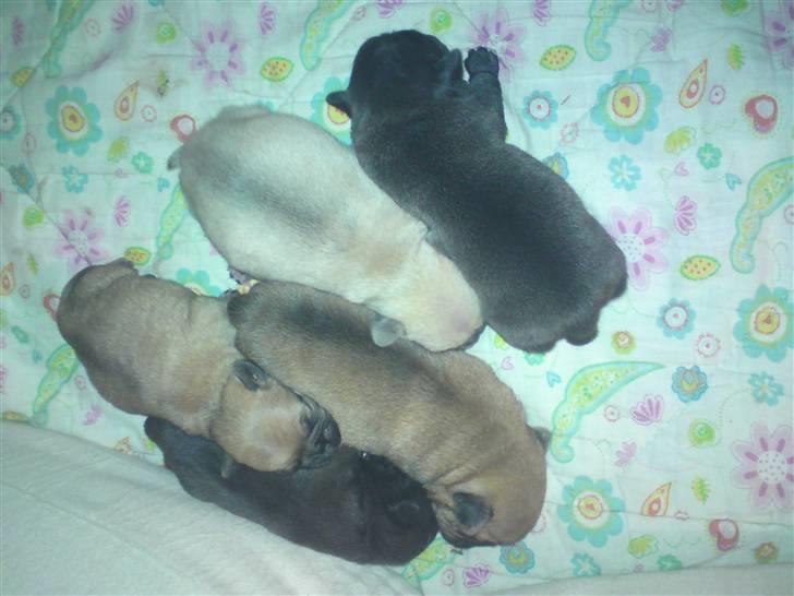 Mops Bertha billede 6