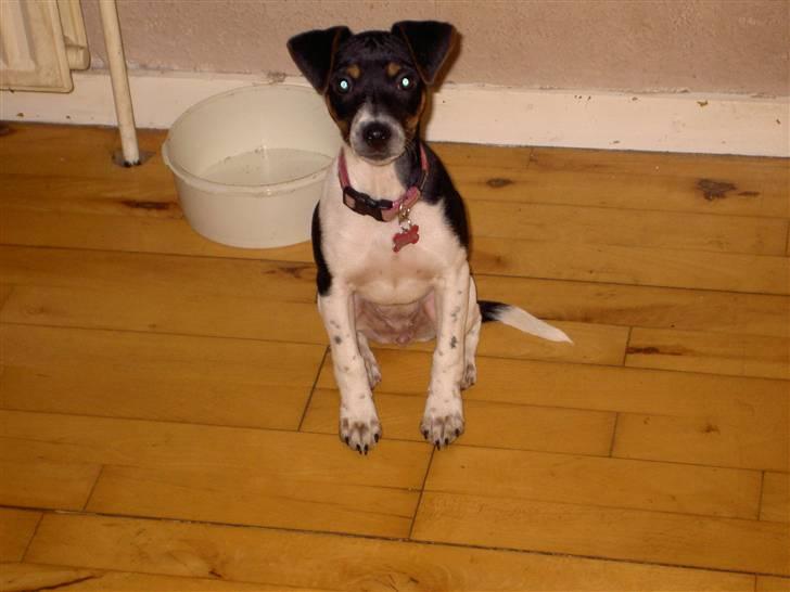 Dansk svensk gaardhund Sille **SOLGT** - En lille Sille billede 6