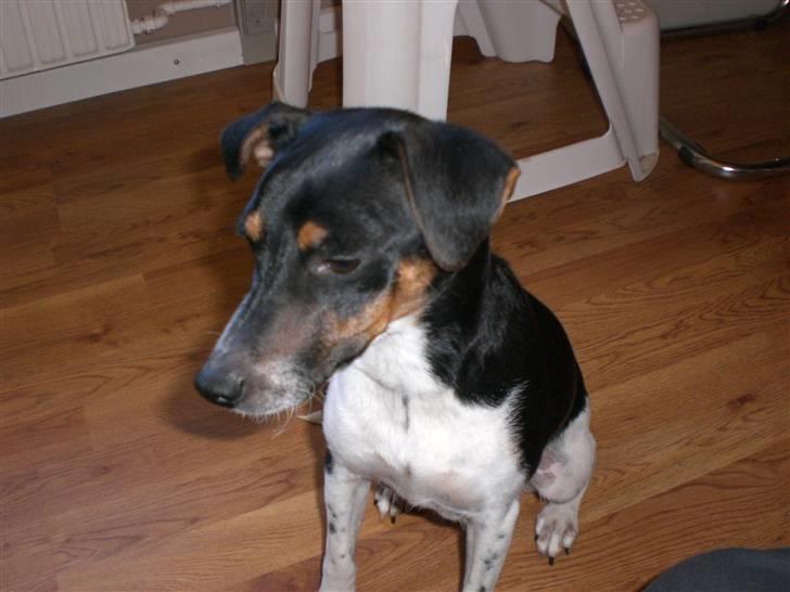 Dansk svensk gaardhund Sille **SOLGT** - En meget voksen Sille....gg billede 7