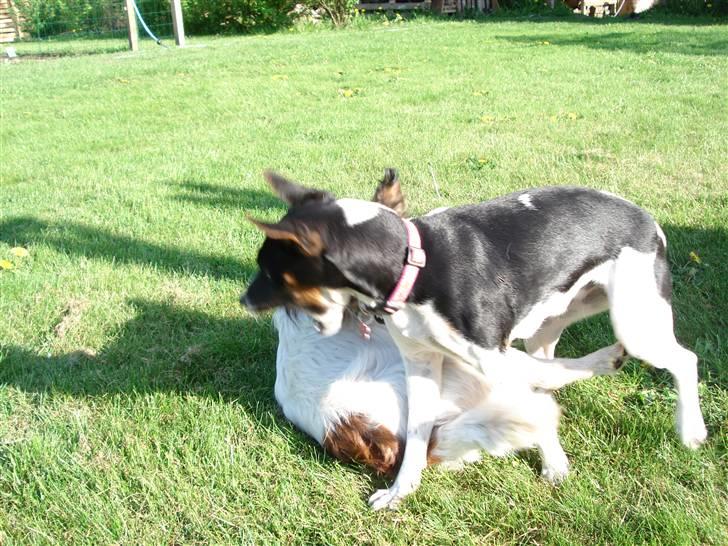 Dansk svensk gaardhund Sille **SOLGT** - ....Sille og Buddy leger billede 8