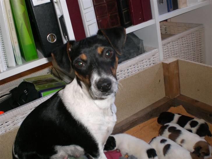 Dansk svensk gaardhund Sille **SOLGT** - Sille med hendes og Buddys første kuld hvalpe....4 stk. billede 9