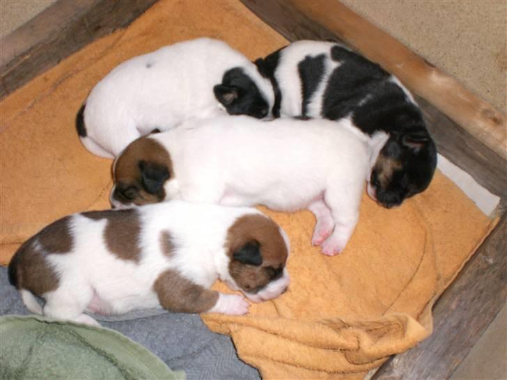 Dansk svensk gaardhund Sille **SOLGT** - Thea, Alina, Tinka og Basse billede 10