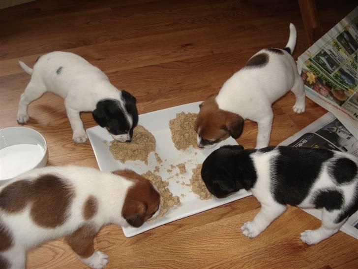 Dansk svensk gaardhund Sille **SOLGT** - Thea, Alina, Tinka og Basse billede 11