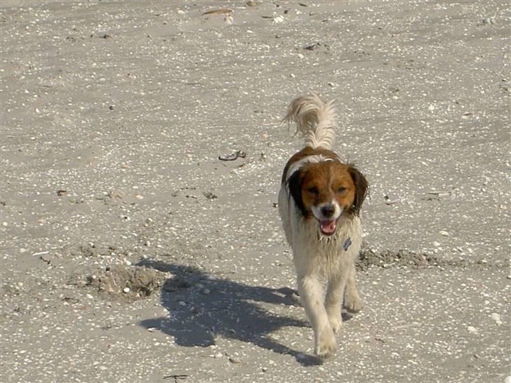 Blanding af racer Buddy Love - Bubbe ved stranden billede 11