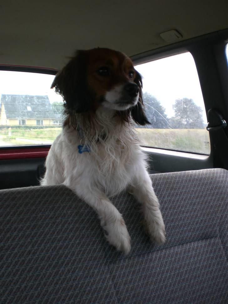 Blanding af racer Buddy Love - På vej hjem efter svømning billede 12