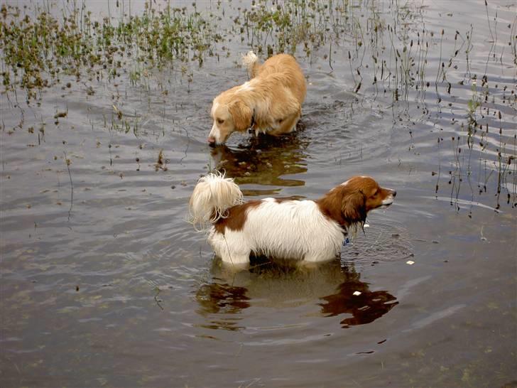 Blanding af racer Buddy Love - Vandhunden igen.... billede 13
