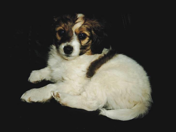 Blanding af racer Buddy Love - Mors lille Baby Bubbe....! billede 14