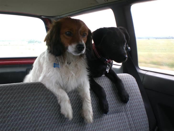 Blanding af racer Buddy Love - Bubbe og Czazy på vej hjem efter svømning billede 15