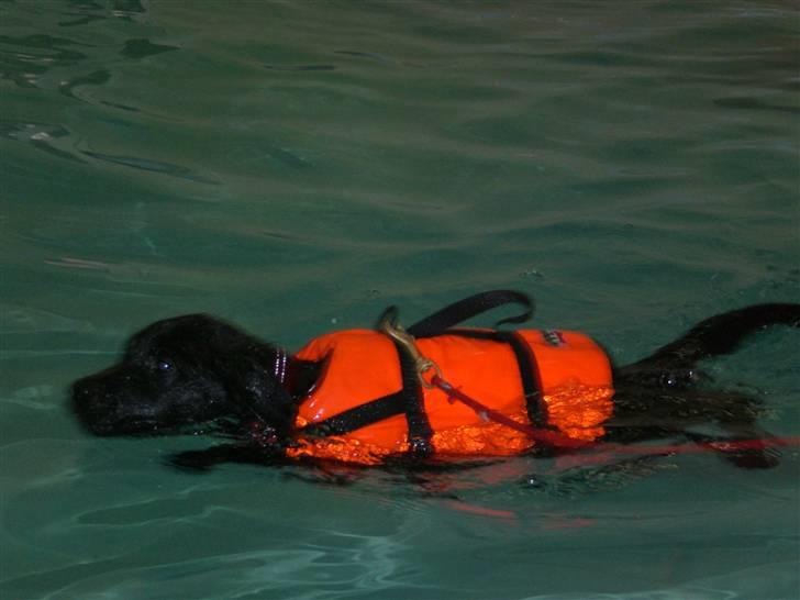 Blanding af racer Czazy - Man kan også gå til baby svømning, selvom man er en hund....! billede 7