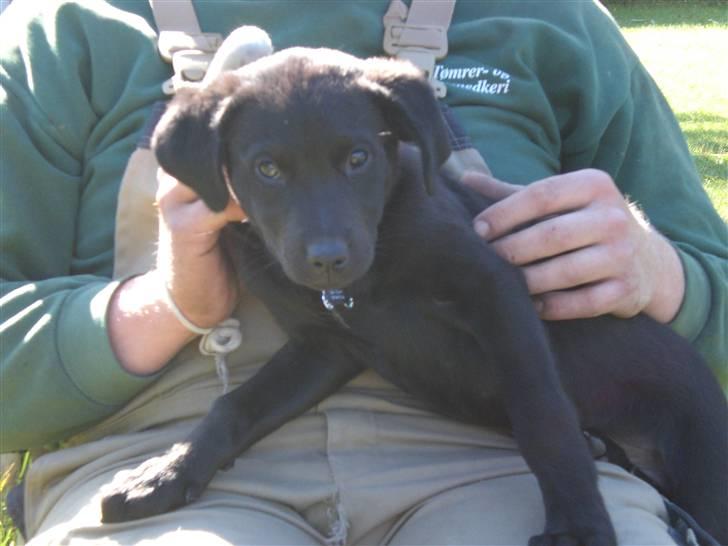 Blanding af racer Czazy - Czazy hygger med far billede 9